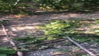 Sinopta ayı tedirginliği