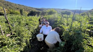 Sinopta coğrafi işaretli Gazidere domatesinde hasat başladı