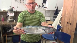 Sinopta tezgahlara yılın ilk torik balığı düştü