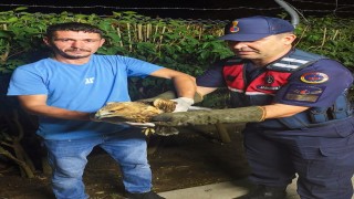 Sinopta yaralı şahine jandarma şefkati