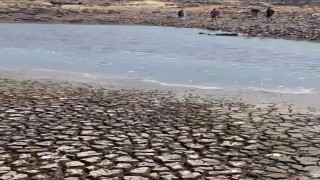 Siverekteki gölette sular çekildi, balıklar telef oldu