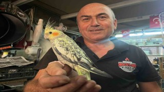 Soba ve mangal ustası Mustafa Göktürkün kuş sevgisi