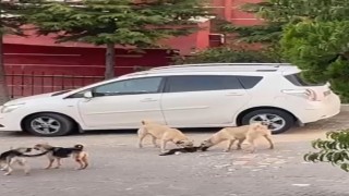 Sokak köpekleri kediye saldırdı