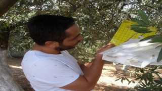 Söke İlçe Tarımdan zeytin sineği uyarısı