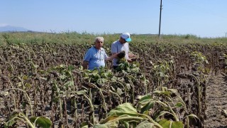 Sökede ayçiçeği veriminin geçmiş yılları geride bırakması bekleniyor