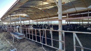 Sökede hastalıktan ari işletmeler denetlendi