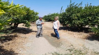 Sökede narenciye bahçeleri kontrol edildi