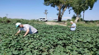 Sökede pamuk tarlalarındaki verim umut veriyor