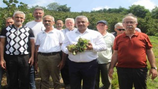 Soydan: Üreticiler kontrollü hareket ederse, fındık fiyatları taban fiyatın üzerine çıkar