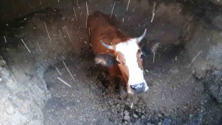 Su kuyusuna düşen inek için kurtarma operasyonu