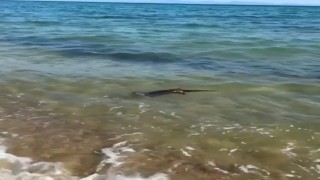 Su samurunun deniz keyfi, tatilciler tarafından görüntülendi