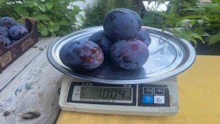 Süleymanlı Yaylasında yetişen eriklerin 5 adeti 1 kilo geliyor