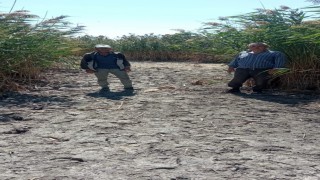 Sultan Sazlığında kuraklık riski