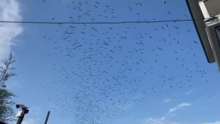 Sürü sürü dönüyorlar