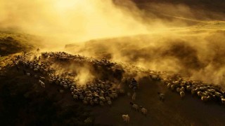 Sürülerin tozlu yolculuğu havadan görüntülendi