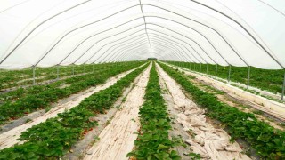 Suyumuz azalıyor, çare ‘topraksız tarım