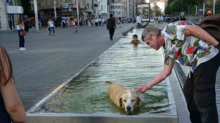 Taksimde sıcak havadan bunalan çocuk ve köpek süs havuzunda serinledi