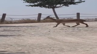 Tarihi Harput Mahallesinde dağ keçileri görüldü