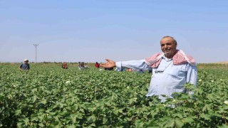 Tarım işçileri, 45 dereceyi aşan sıcakta 650 TL yevmiyeyle  pamuk tarlasında zorlu mesai sürdürüyorlar