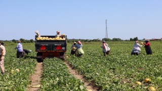 Tarımda planlama eksikliği fiyatları vurdu: Karpuz tarlada 2, markette 8,5 TL