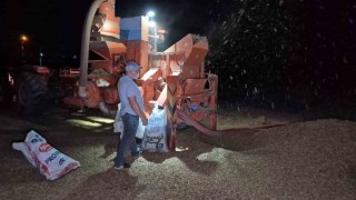 Tarlada fındık nöbeti