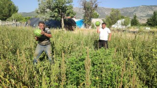 Tarladan kendi toplayana karpuz bedava