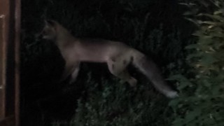 Tatvan ilçe merkezinde tilki paniği