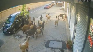 Tatvanda keçinin inadı limon ağacını devirdi