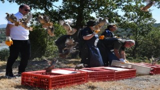 Tavşanlıda 300 kınalı keklik doğaya salındı