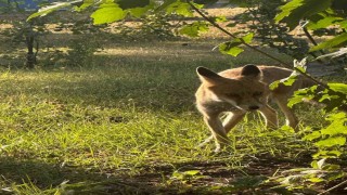 Tavşanlıda maden işçilerinin tilki ile dostluğu
