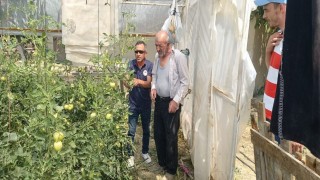 Tavşanlıda seralarda bitki hastalık ve zararlı kontrolleri