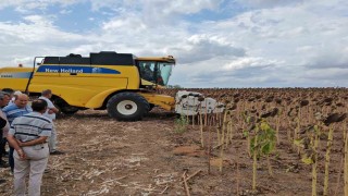 Tekirdağda anıza ekim ayçiçeği projesinde tarla günü düzenlendi