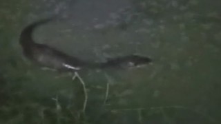 Tekirdağda derede balık avlayan su samuru görüntülendi