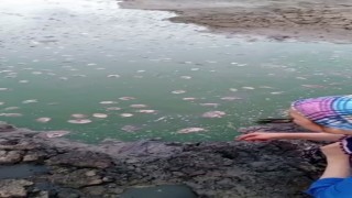 Tekirdağda gölette oksijen azalması nedeniyle balık ölümleri yaşandı