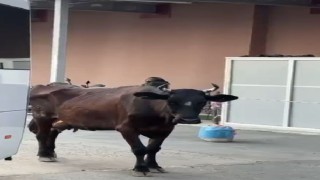 Tekirdağda hastaneye gelen inek gülümsetti