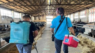 Tekirdağda hayvan hastalıklarıyla mücadelede aşılama çalışmaları sürüyor