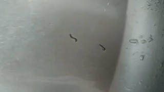 Tekirdağda içme suyu şebekesinden kurtlar çıktı