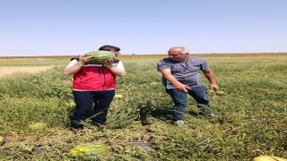 Tekirdağda karpuz üretimine yakından takip