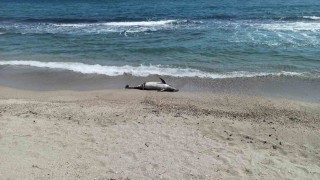 Tekirdağda ölü yunus sahile vurdu