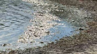 Tekirdağda su seviyesi azalan gölette balık ölümleri meydana geldi
