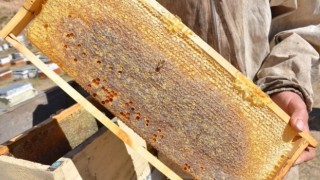 Tercanda arıcıların bal hasadı