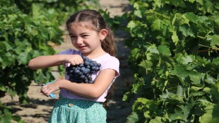 Tescilli Cimin üzümünde hasat zamanı