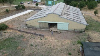 Tescilli Karayaka kuzusu üniversiteli oldu