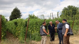 Tescilli Pazaryeri boncuk fasulyesinde hasat sezonu başladı