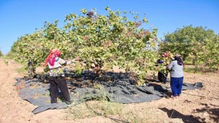 TİGEMde fıstık hasadı başladı