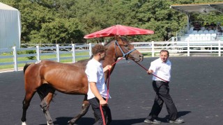 TİGEMin en yüksek bedelli tayı e-satışla satıldı