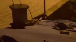 Tilki evin bahçesini çok sevdi