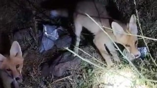 Tilki ile arıcının gülümseten anları: Gel aşure yiyin gel