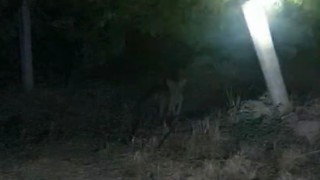 Tilkiler üzün bağlarına dadandı