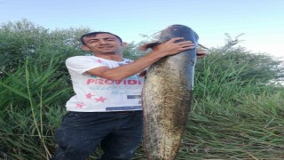 Timsah sandılar balık çıktı